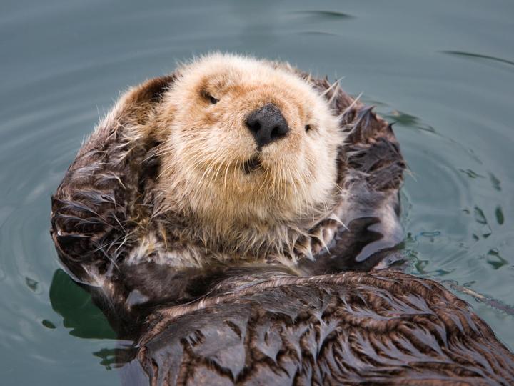 Royal Oak Hotel Best Western Plus | San Luis Obispo, California | 2